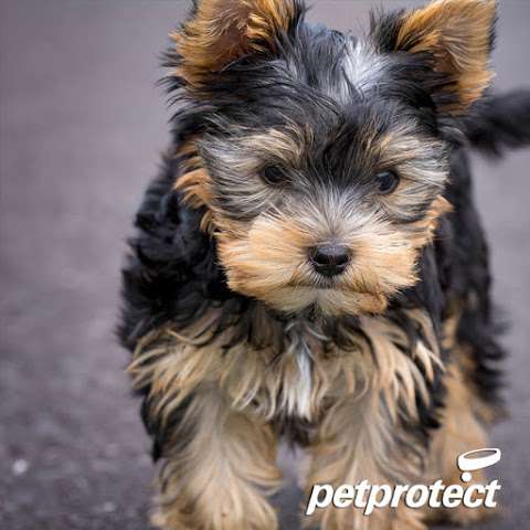 Pet Protect photo